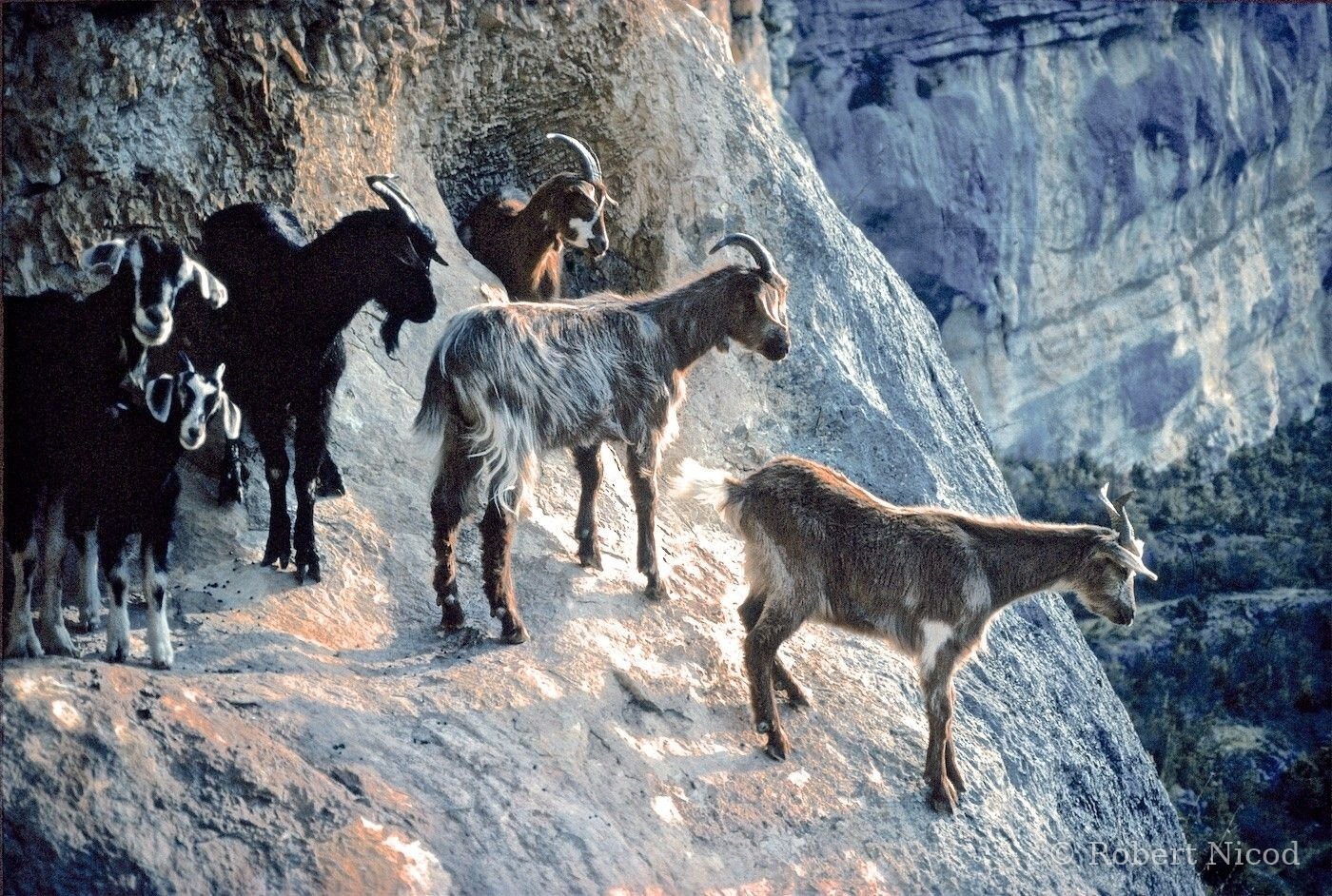 Escalade — Chèvres en pleine falaise, Verdon 1983