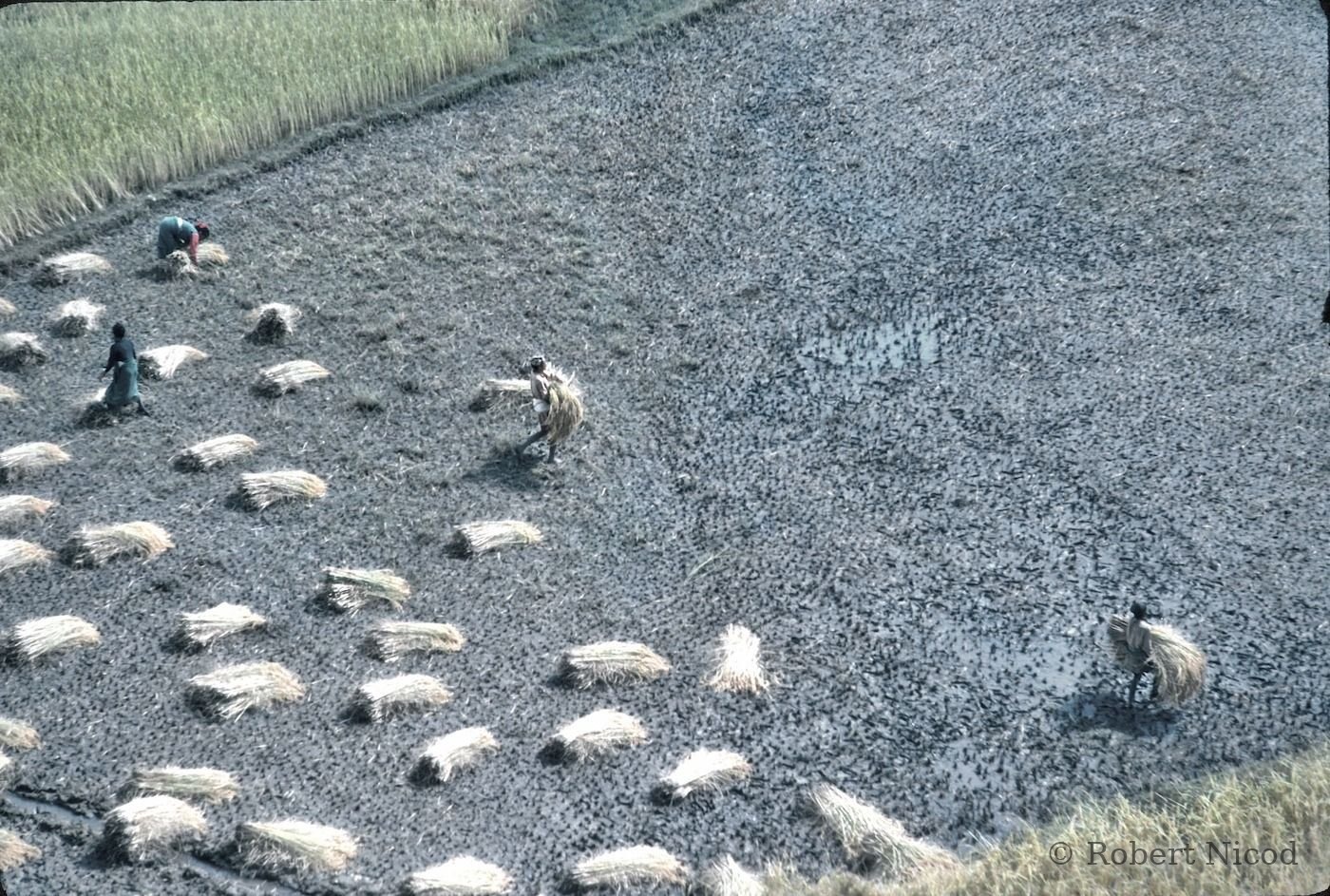 Reportage Népal 1977 — Moisson de fourrage, Katmandou 1977