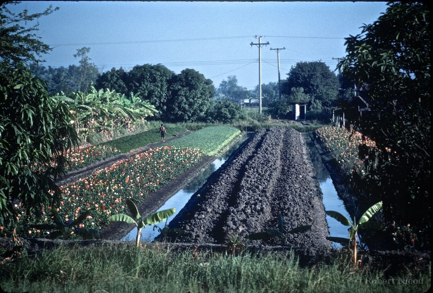 Reportage Thaïlande 1980 — Producteur de fleurs, Thaïlande 1980