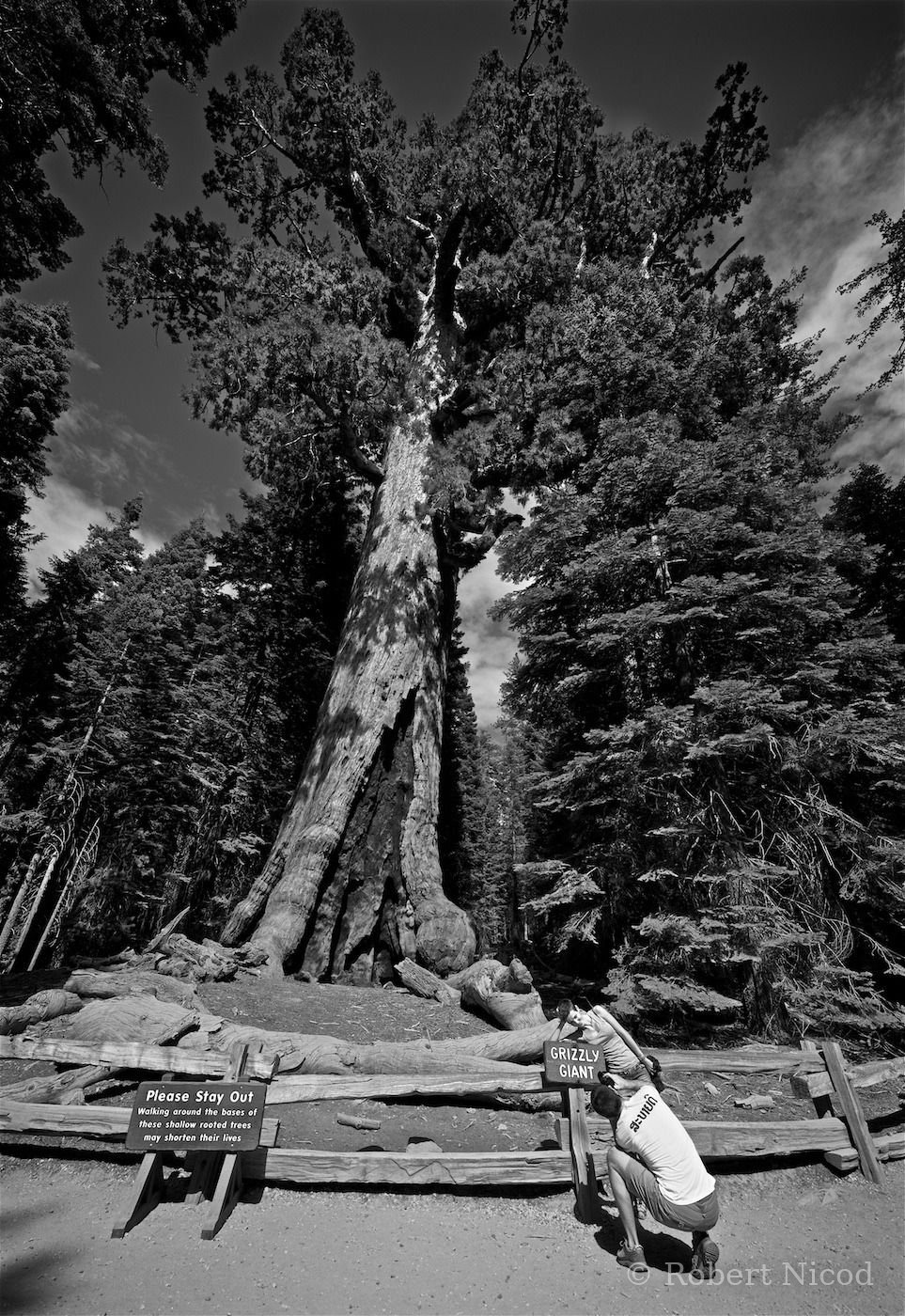 Des touristes à l'Ouest — Sourire à Grizzly Giant, Mariposa Grove, Californie